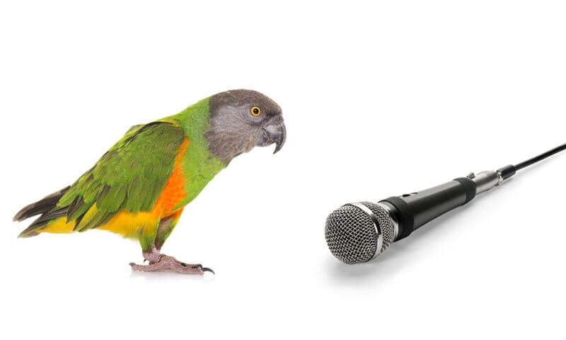 parrot and microphone